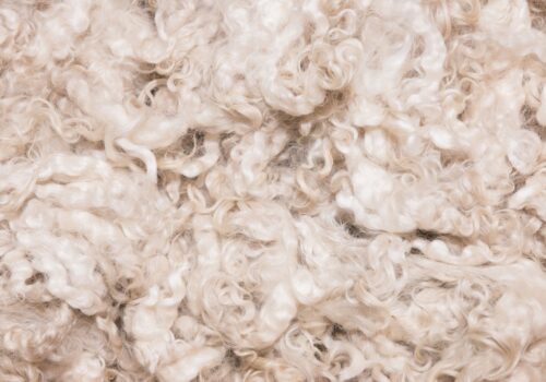 Funding secured for enamel fix derived from sheep’s wool