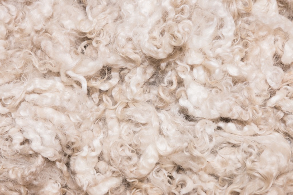 Funding secured for enamel fix derived from sheep’s wool